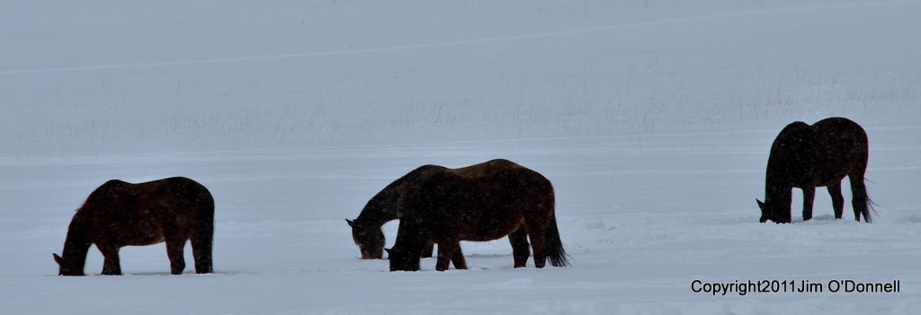 photograph horses snow