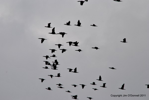 bird photos