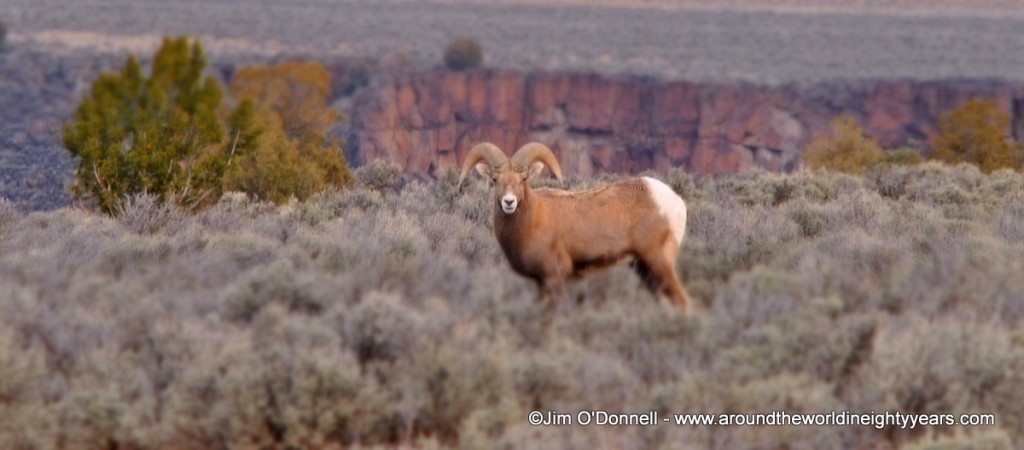 big horn sheep ram