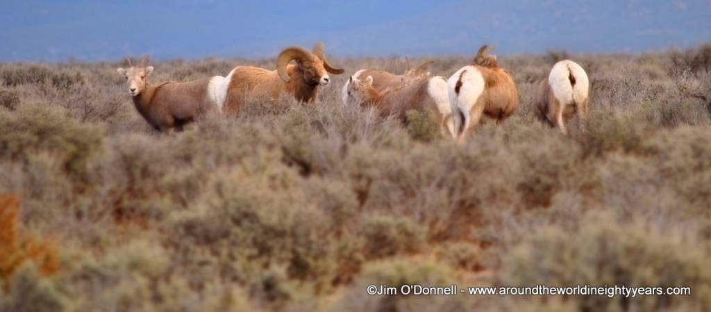 big horn sheep ram