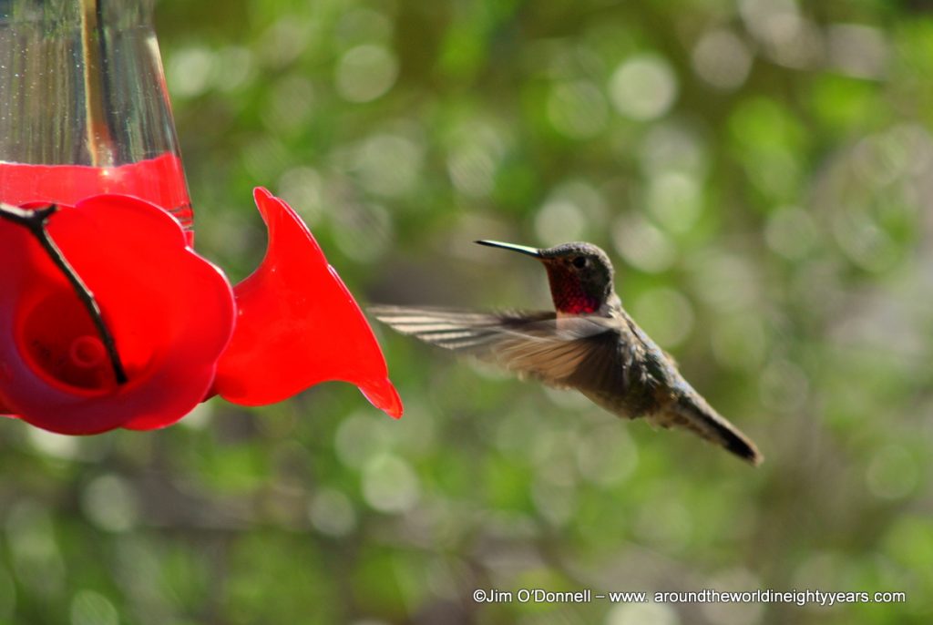 hummingbird feeder