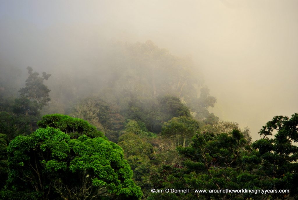 the cloud forest