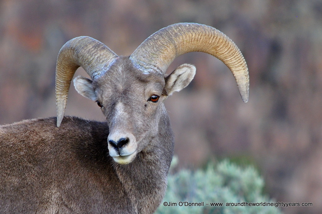 bighorn