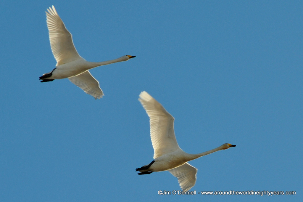 birds in Europe