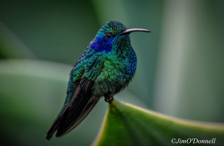 wildlife photography tips