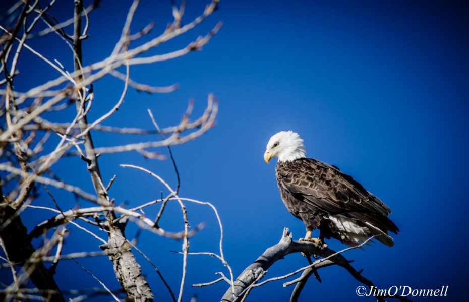 wildlife photography tips